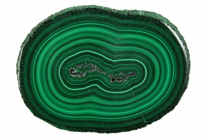 Polished Malachite Stalactite Slice - Congo #251838